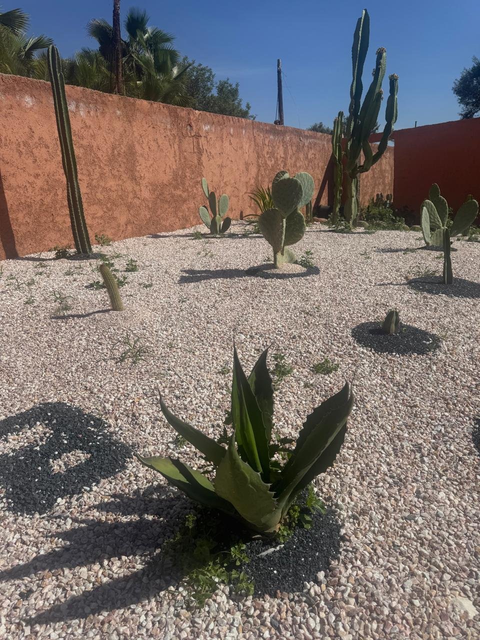 has_plante_pépinière_Marrakech (53)
