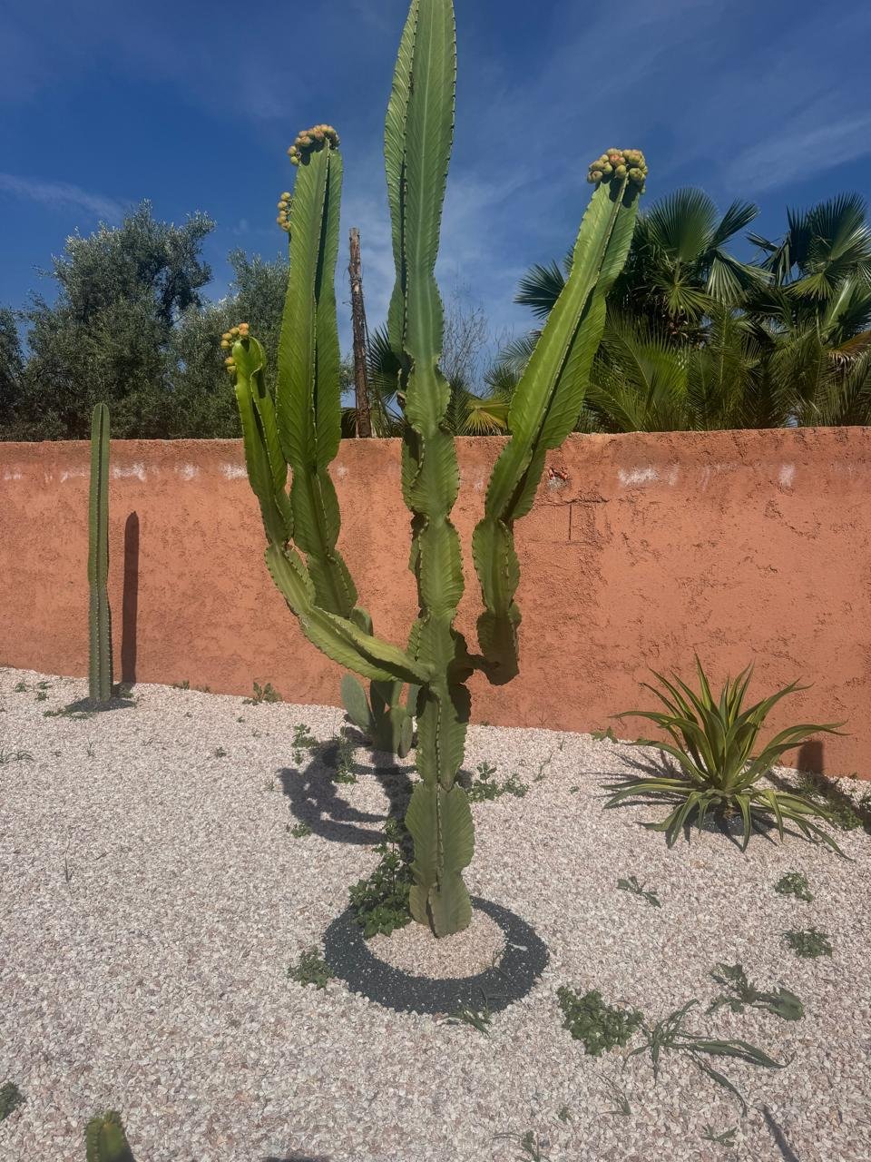 has_plante_pépinière_Marrakech (54)